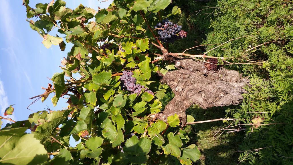 Le Clos Des Aramons Bernis Екстериор снимка